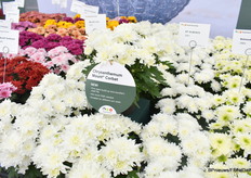 Mount Corbet is de nieuwe witte, een mooie stevige volle witte potchrysant.